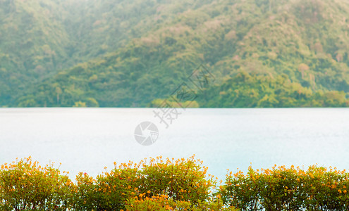 金色黄花淋浴雨闪光或花状图片