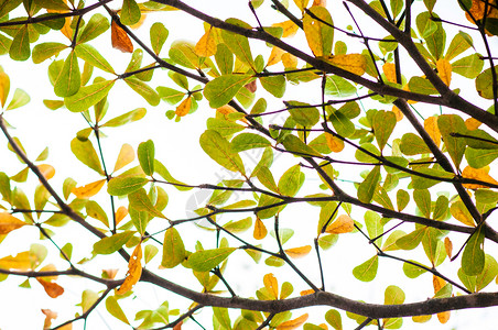 树枝绿色和黄象牙的海岸杏仁树叶终极象牙高清图片