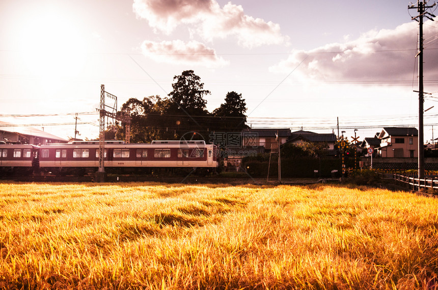 日落时本通勤火车在纳拉市农村地区通过稻田图片