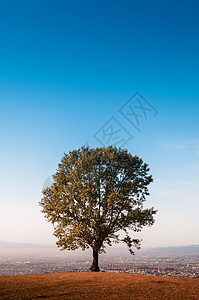 一颗书在山顶上背景图片