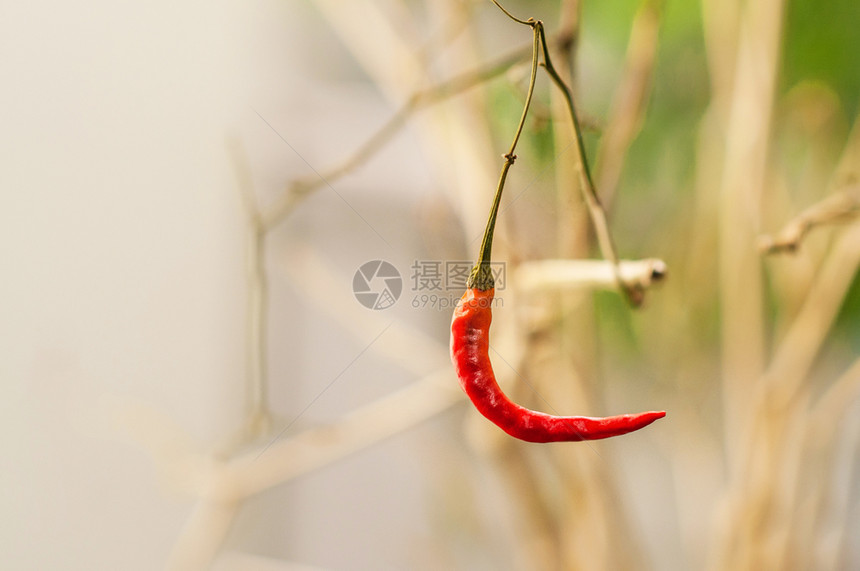 红辣椒在死植物上有着浅色的自然背景图片