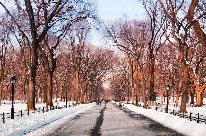 纽约中央公园的无叶树图片