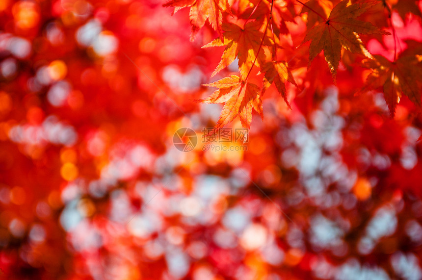 秋叶在冈山城堡公园冈山日本图片