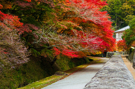 秋天的落叶在木屋shizutan图片