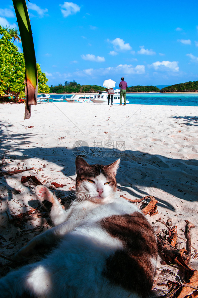 卡比拉湾白沙滩上的暴躁猫儿白沙滩上的卡比拉湾伊希加基okinawjpn图片