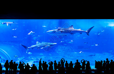 冲绳那霸2013年jan28013nahokinwjpn人们在著名的旅游景点churami水族馆观赏鲸鲨背景