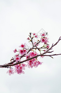 白背景的樱花枝在科里岛纳哈奥基那瓦雅潘图片