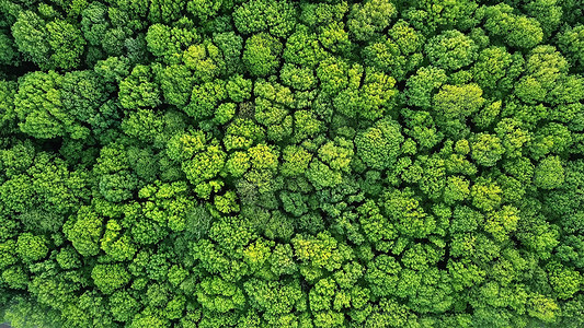 无人驾驶飞机拍摄的森林最佳视图图片