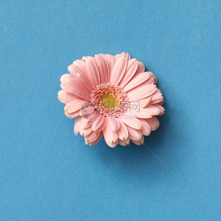一张粉红色的雪贝拉花以蓝背景作为卡片从母亲的一天最高视图一只粉红色的雪贝拉花蓝色与复制空间隔绝图片