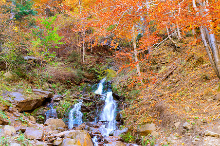 红染山间美丽的秋红蜂叶在石头上山下瀑布在背景中背景