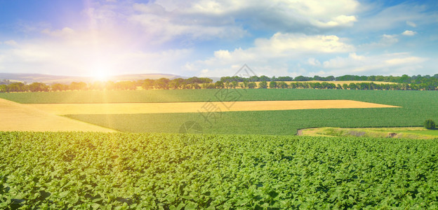 feld日葵芽和出在天空上农业景观宽广的照片图片