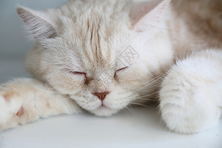 白天睡的可爱猫咪图片
