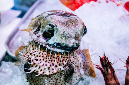 Japn马基西第一公共鱼类和海产食品市场中的当地fug或花生鱼图片