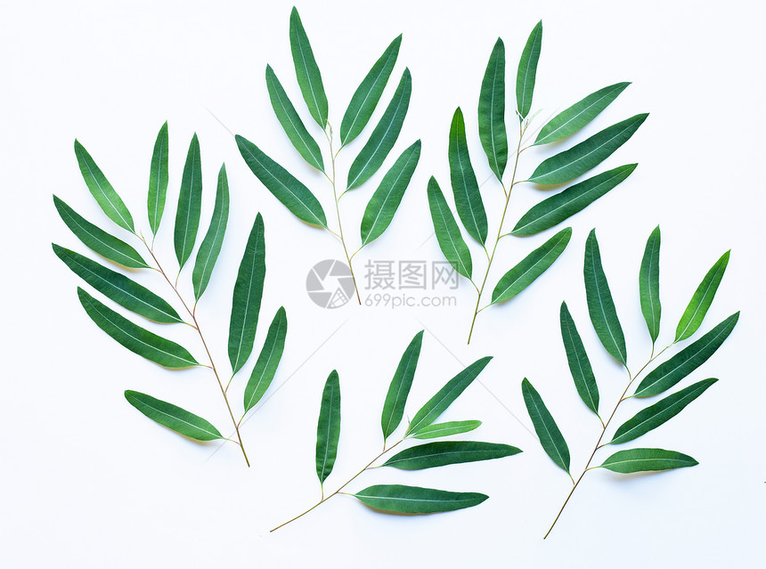 白色背景上的eucalypts树枝图片