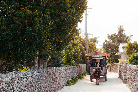 小马车水牛车或公在古老的柳水村石墙小街道和树上行驶背景