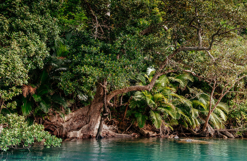 Rurchi河Iromte岛热带红树林的美丽风景图片