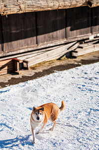 秋田在雪上漫步图片
