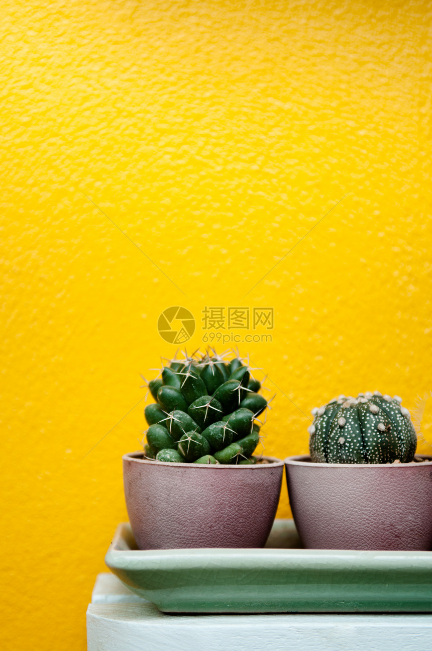 黄凝胶壁底的小型植物锅中仙人掌图片