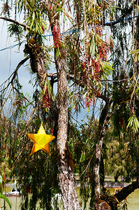 Bernham公园保留地的一棵树上挂着恒星灯笼图片