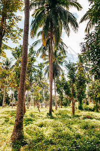 东南亚州部热带椰子园当地树和农场柬埔寨菲律宾图片