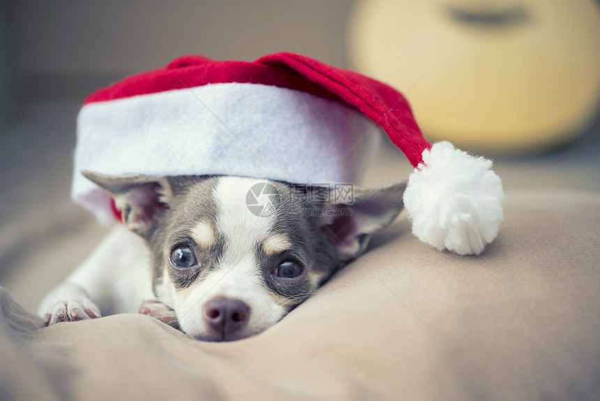 快乐的圣诞节概念一只可爱的小狗床上戴着圣塔帽假日背景图片