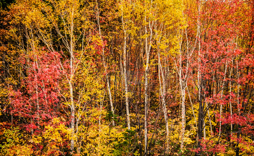 约赞凯大坝札幌北海道雅潘的秋天森林图片