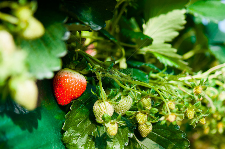成熟的草莓农场在南朝鲜的汉城图片