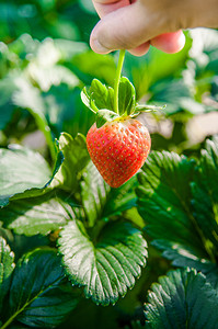 采摘成熟的草莓农场在南朝鲜的汉城图片