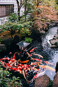 鲤形目在有植物树木和石料的日本花园池塘中有美丽的多彩科伊鱼背景