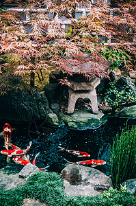 在有植物树木和石料的日本花园池塘中有美丽的多彩科伊鱼图片