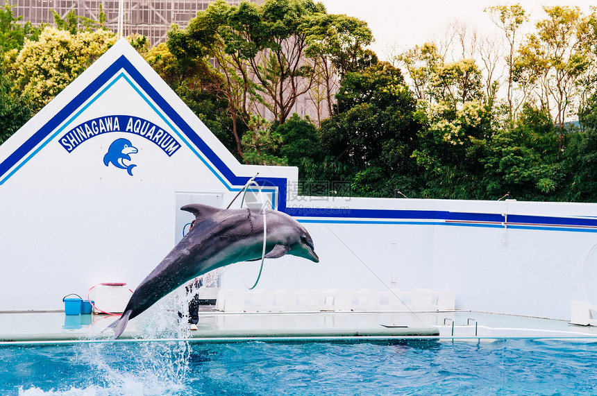 2014年6月25日014Shinagw东京日本shinagw水族馆海豚展东京地区最著名的水族馆和海洋学习Musem图片