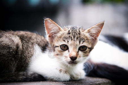无助的猫在bangko的流浪小猫街头的问题背景