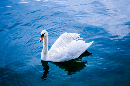 深蓝湖上的白天鹅高清图片