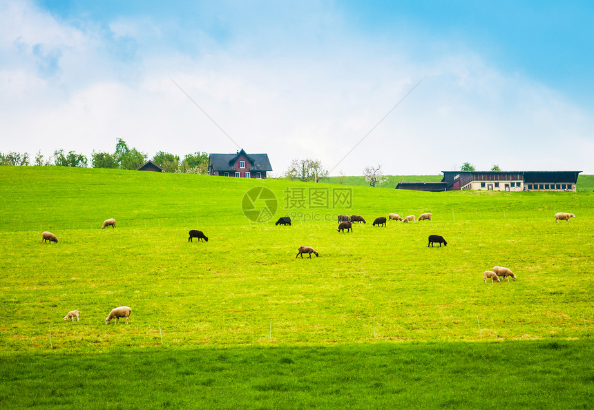 养羊场润滑油麦根瑞士图片