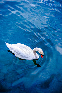 深蓝湖上的白天鹅高清图片