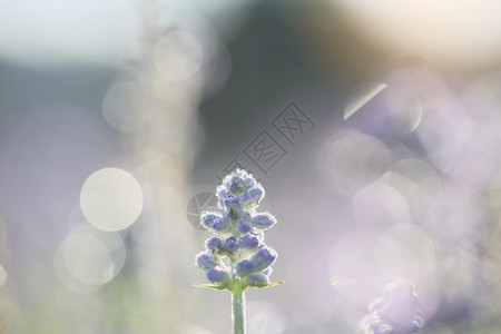 青绿背景密的紫花朵图片