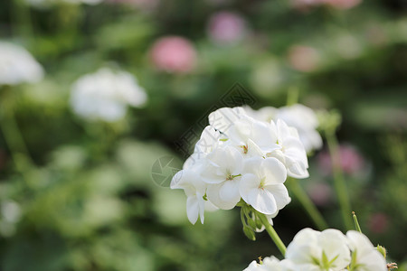 紧闭的白花朵图片