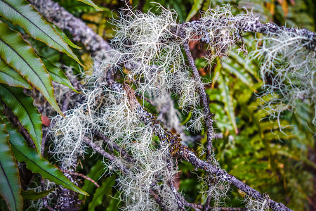 地衣真菌地衣特写照片新西兰南岛苔藓特写照片背景