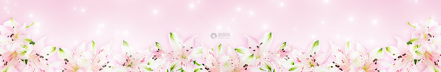 带粉红背景的色白花朵长横幅图片