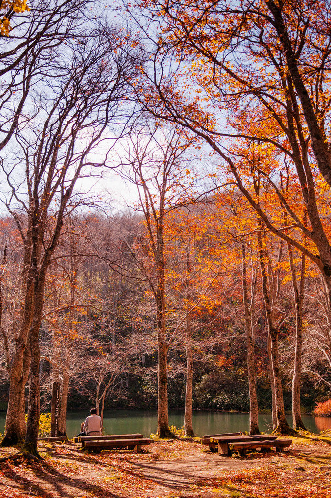 秋天在日本亚马加塔的Dok池塘森林图片