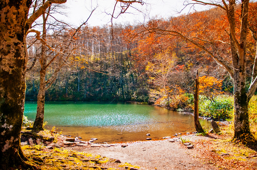 秋天在日本雅马加塔的dok池塘的风景图片