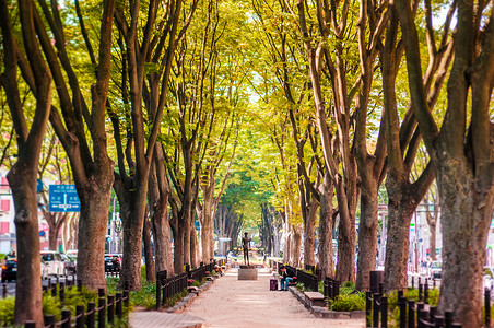 塞尔科娃日本仙台市的榆树背景