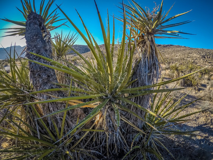 红岩峡谷中各种植物靠近拉斯维加奈瓦达图片