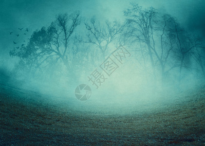 阴暗的雾景色树上布满毛骨悚然的无叶树光控插图高清图片