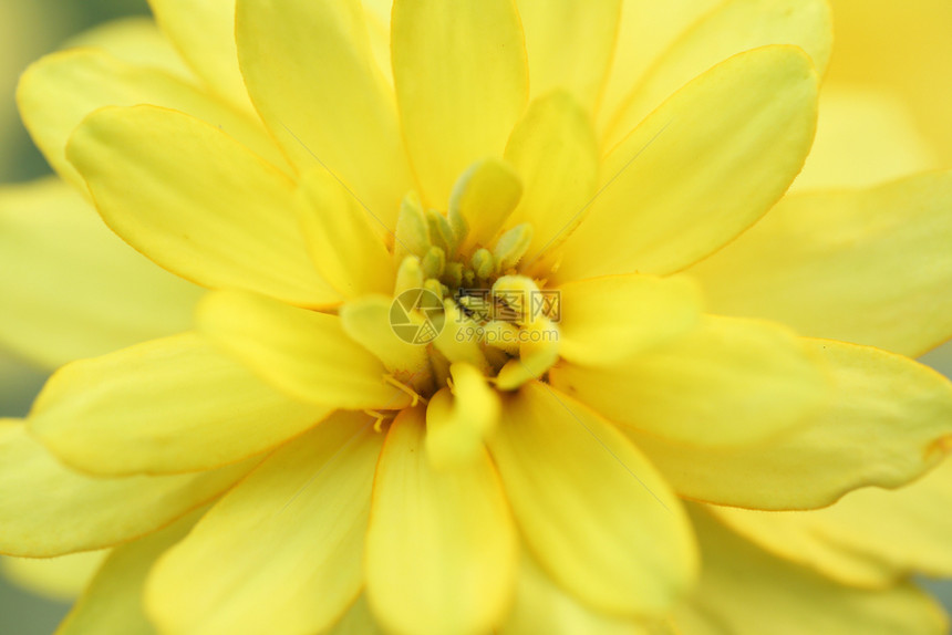 紧闭的黄色花朵图片