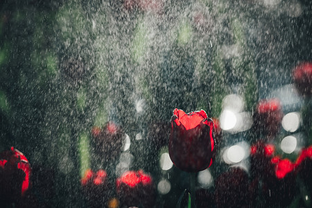 雨生红球藻深绿色背景的雨滴红郁金香背景