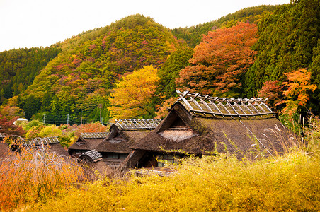 藤子季节山梨高清图片