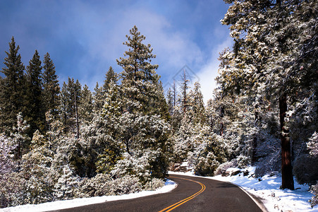 冬季路途穿过雪林图片