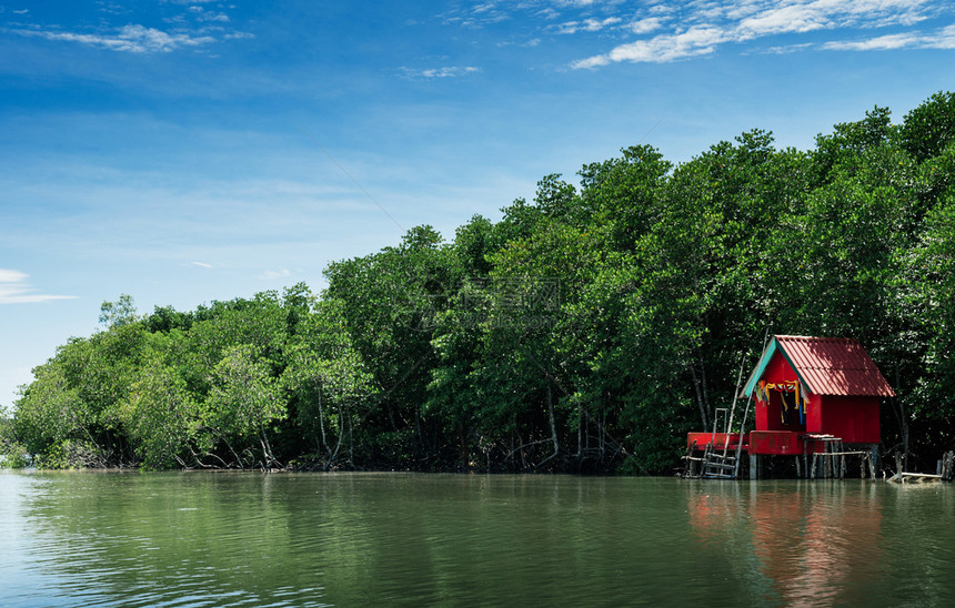 在泰河热带红树林沼泽中充满绿麦树的红色圣迹环绕着长青绿的自然河流景观图片