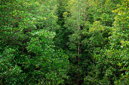 泰河热带红树林沼泽中长青绿的自然景观图片